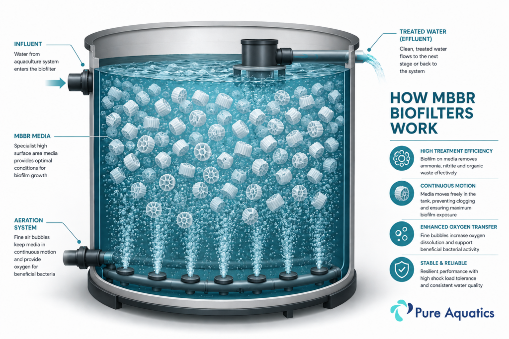 How MBBR RAS biofilter biofilters work?