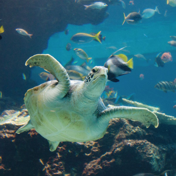 Designing Public Aquariums in Australia