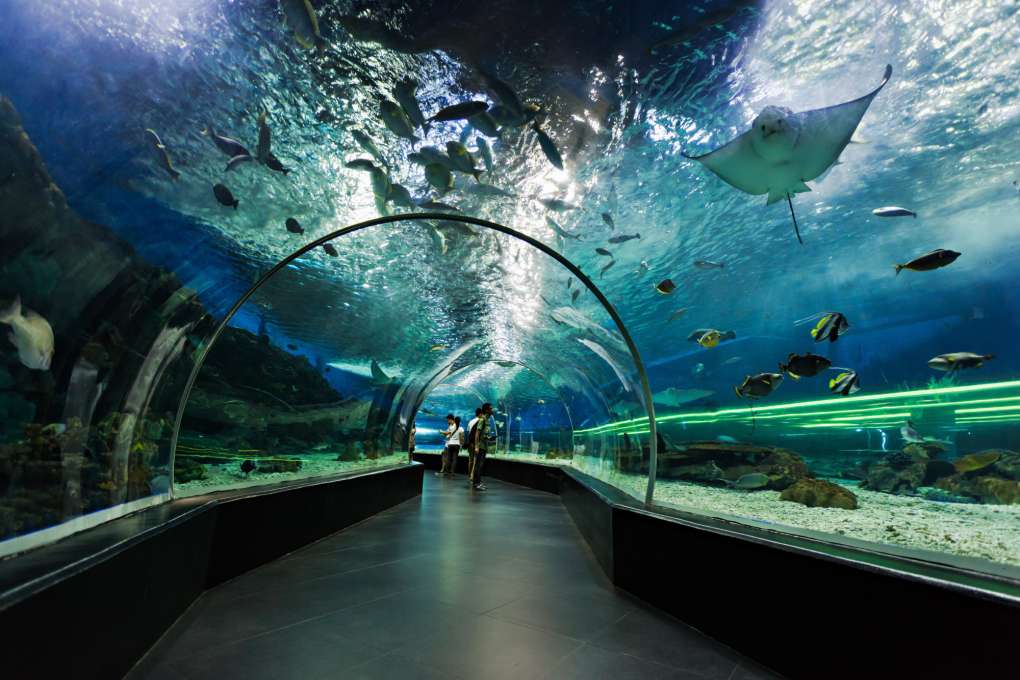 Sea Life Melbourne Aquarium underwater-tunnel