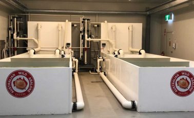 Live Seafood Holding Systems — Pure Aquatics in Waychioe, NSW