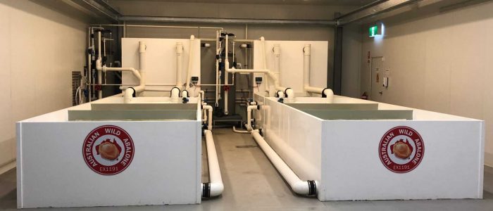 water tanks two in the room — Pure Aquatics in Waychioe, NSW