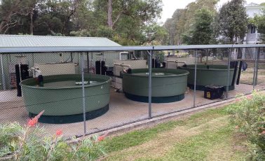 Three tanks — Pure Aquatics in Waychioe, NSW