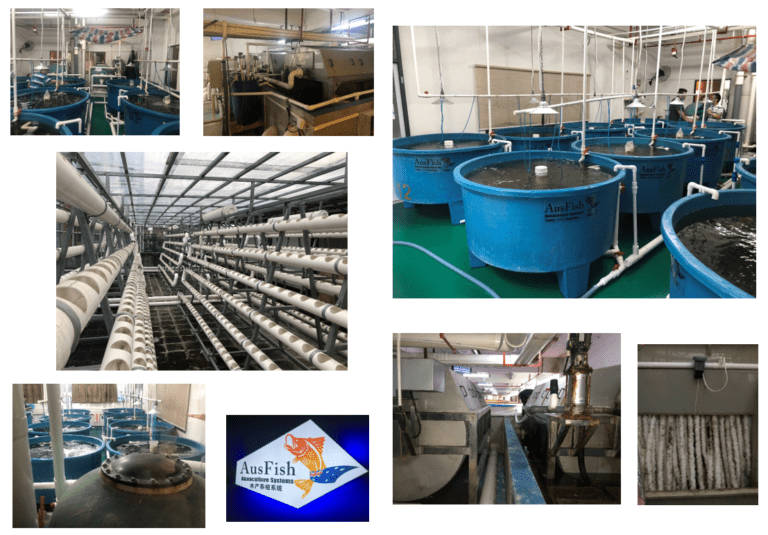 Collage image 5 — Pure Aquatics in Waychioe, NSW