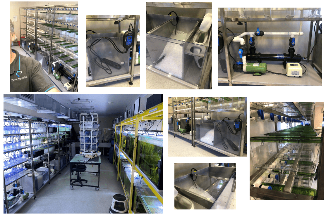 Macquarie University – Guppy Rack | Pure Aquatics