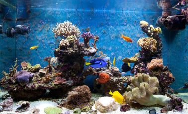 Aquarium with fish and corals — Pure Aquatics in Waychioe, NSW