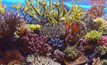 Aquarium with corals — Pure Aquatics in Waychioe, NSW