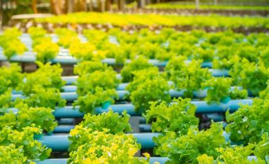 Hydroponic vegetable in plantation nursery of agriculture food industrial.